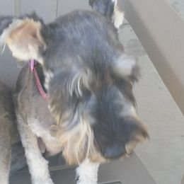 Lady - Miniature Schnauzer
