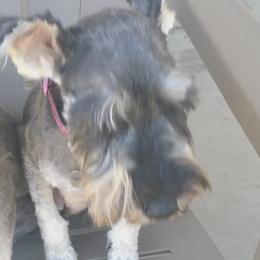 Lady - Miniature Schnauzer