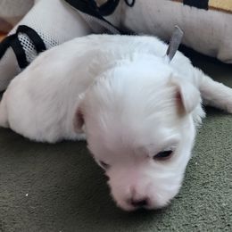Maltese Puppies from Arizona Maltese Gems