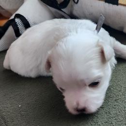Maltese Puppies from Arizona Maltese Gems