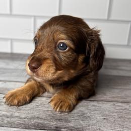 Esme - Chocolate and tan female Dachshund puppy in Miami, Florida from Maitime Dachshund