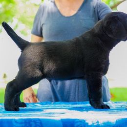 Labrador Retriever Puppies from Reve Labradors