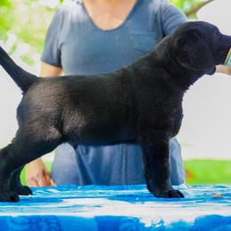 Labrador Retriever Puppies from Reve Labradors