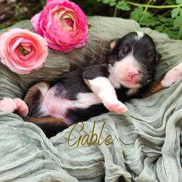 Gable - The Heartthrob - Black tri-color male Australian Shepherd puppy in Pittsville, Wisconsin from Match Dot Pup