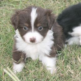 Belle - Red tri female Toy Australian Shepherd puppy in Bogata, Texas from Maple Creek Run