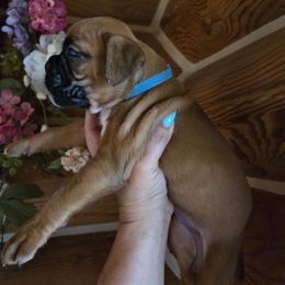 Blue Collar - Fawn Boxer puppy in Forsyth, Montana from Hert's Big Sky Boxers