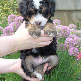 Cash - Tri-color male Bernedoodle puppy in Eagle Mountain, Utah from Fur Real Puppies.