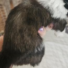 Shih Tzu Puppies from Prairie Creek Puppies