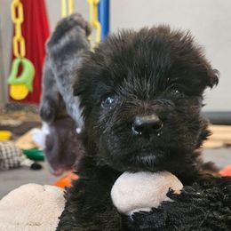Mr Grey and Black - Black male German Shepherd puppy in Newaygo, Michigan from Sterley Shepherds