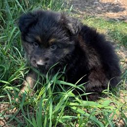 Pink female - Black and red female German Shepherd puppy in Herrick, South Dakota from Dakota Shepherds Kennels