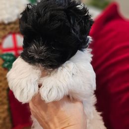 Pepa - Black & white female Maltipoo puppy in Simpsonville, South Carolina from Bundle of Joy Maltipoo