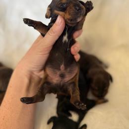 Boy 4 - Sable male Dachshund puppy in Montrose, Michigan from Livy’s Doodles