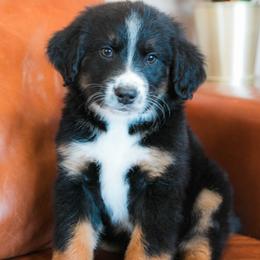 Eclipse - female Australian Mountain Doodle puppy in Lafayette, Missouri from Brick House Farm Doodles
