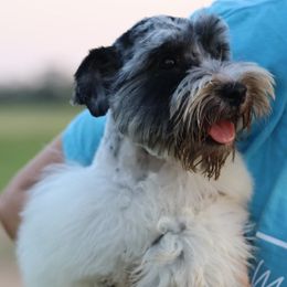 Miniature Schnauzer All Grown Up from Gypsey Creek Mini Schnauzers