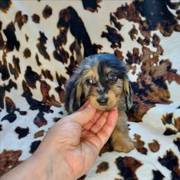 BERNIE - Dapple male Dachshund puppy in Swink, Oklahoma from Palali Farm