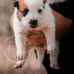Kyoko (ASDR) - Red speckled female Australian Cattle Dog puppy in Marana, Arizona from Impact 3rd Australian Cattle Dogs