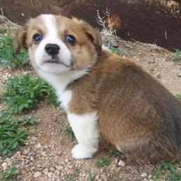 Pembroke Welsh Corgi Puppies from JD's Corgi Kennel
