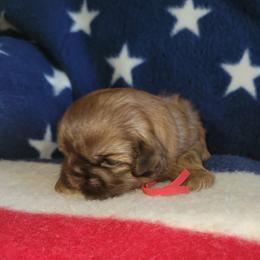 Boy 3     1900.00 - Liver male Shih Tzu puppy in Wooster, Ohio from Mending Hearts Shih Tzu's