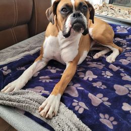 Darli - Boxer
