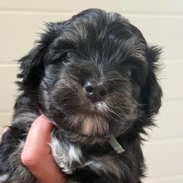 Blue Collar (Mario) - Black and white male Havanese puppy in Silverton, Oregon from PNW Havanese