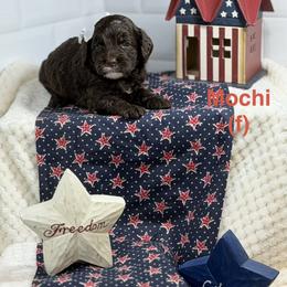 Mochi - Chocolate female Australian Labradoodle puppy in Citrus Heights, California from Elite Blend Labradoodles