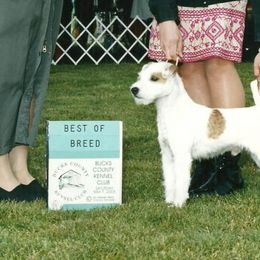 Parson Russell Terriers from Spring Run Parson Russell  Terriers