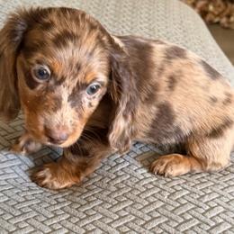 Wacko - Dapple male Dachshund puppy in Menifee, California from The Weenie Hut Doxies
