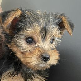 Yorkshire Terriers from Tiffany's Puppies