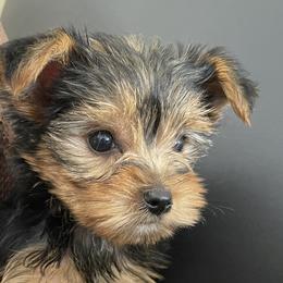 Yorkshire Terriers from Tiffany's Puppies