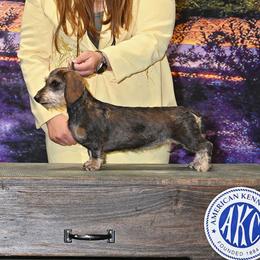 Mona - Dachshund