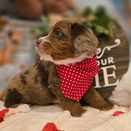 Laszlo - Red merle male Aussiedoodle puppy in Prescott Valley, Arizona from Ramirez Family Doodles