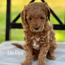 Ms Pink - Red  female Goldendoodle puppy in South Jordan, Utah from JD Goldendoodles