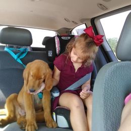 Golden Retriever Puppies from Gingersnap Golden Retrievers