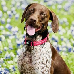 Remi - German Shorthaired Pointer