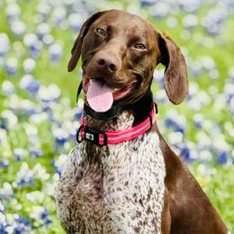 Remi - German Shorthaired Pointer