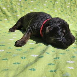 Freesia - Black and red female German Shepherd puppy in Los Lunas, New Mexico from Mali's German Shepherds LLC