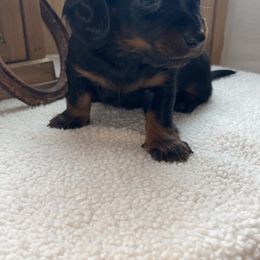Dachshund Puppies from Bootheel Doxies