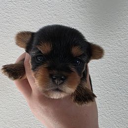 Kat - Black and tan female Yorkshire Terrier puppy in H AI Nes City, Florida from MF_Yorkies
