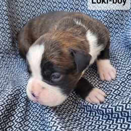 Loki - Brindle male Boxer puppy in Cheney, Washington from Royal Dream Boxers