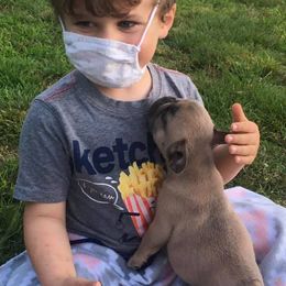 French Bulldog and Rottweiler Puppies from Starkhaus Rottweilers