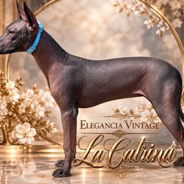 Bitty(Cat) - Xoloitzcuintli
