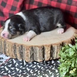 Foxy - Black tri-color female Australian Shepherd puppy in California from Eagle River Aussies