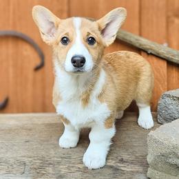Etta Stone - Red female Pembroke Welsh Corgi puppy in Fortine, Montana from North Star Pembroke Welsh Corgi's