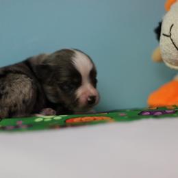 Boy 2 - Blue merle male Toy Australian Shepherd puppy in Humansville, Missouri from Tater Tot aussies