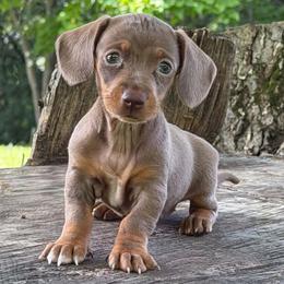Voodoo - Dapple female Dachshund puppy in Industry, Illinois from KDKs Kennels