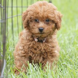 Emma - Apricot female Goldendoodle puppy in Augusta, West Virginia from Creation Goldedoodles