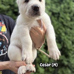 Cesar - White male Central Asian Shepherd Dog puppy in Island City, Oregon from Alabaivalley