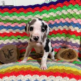 Aqua Collar - Harlequin male Great Dane puppy in Surgoinsville, Tennessee from Mountain Valley Farm Great Danes