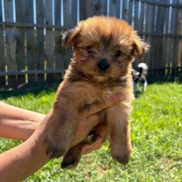 Teddy - Sable male Yorkshire Terrier puppy in Beulaville, North Carolina from Sunset Ranch