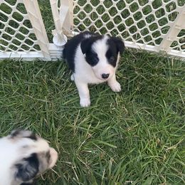 Perdita - Border Collie puppy in Maryland from Higher Goals Border Collies